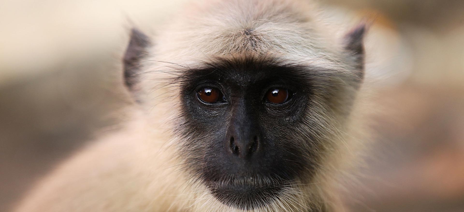 Indija: majmun uzeo torbicu pa razbacao novac