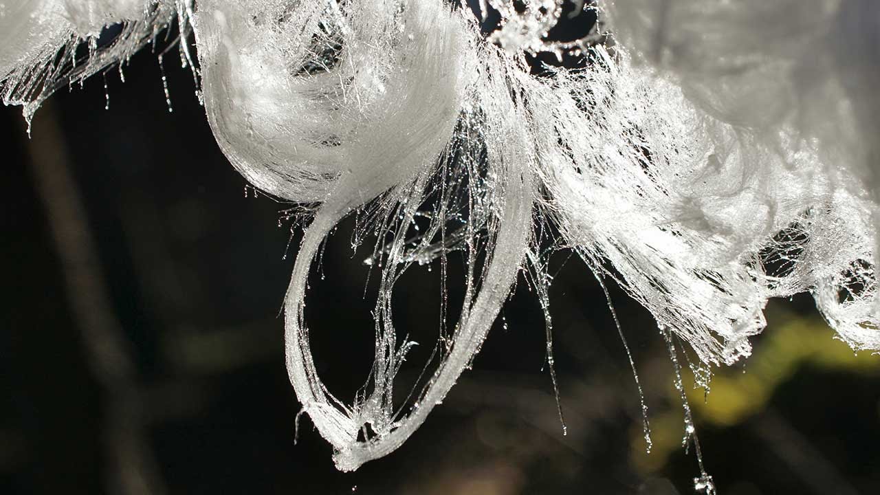 VIDEO: Gljivica Exidiopsis effusa odgovorna je za ovakve prirodne neobičnosti