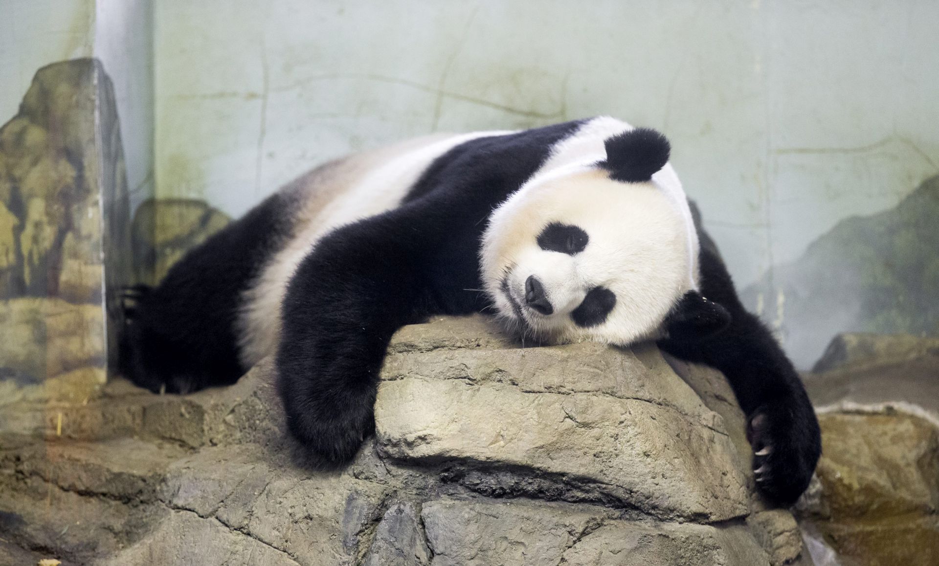 VIDEO: Panda vrsni gimnastičar na pateru