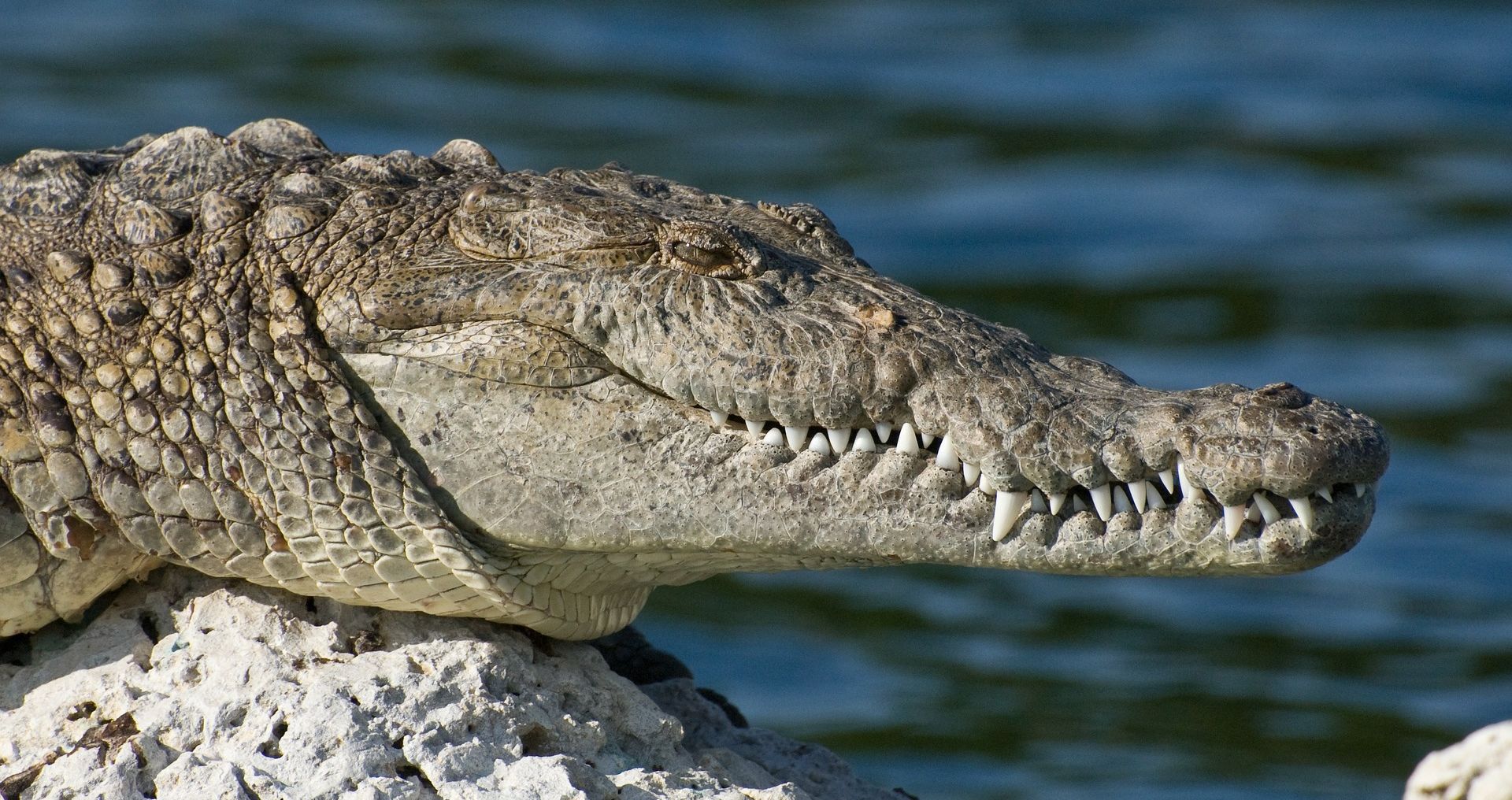 AUSTRALIJA U hladnjaku pronađeno čak 70 krokodilskih glava