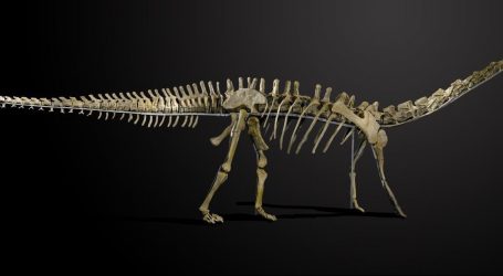VIDEO: Kosti dinosaura mesoždera pronađene u Brazilu