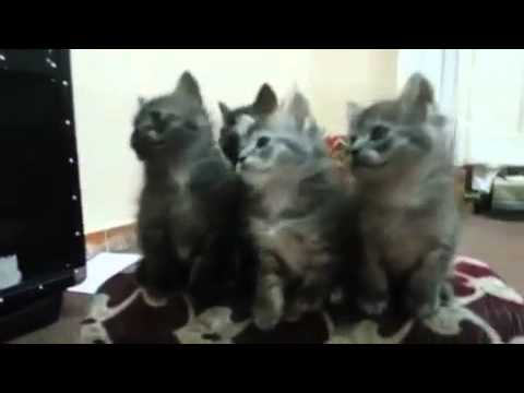 VIDEO: Izdresirani mačići prate ritam…