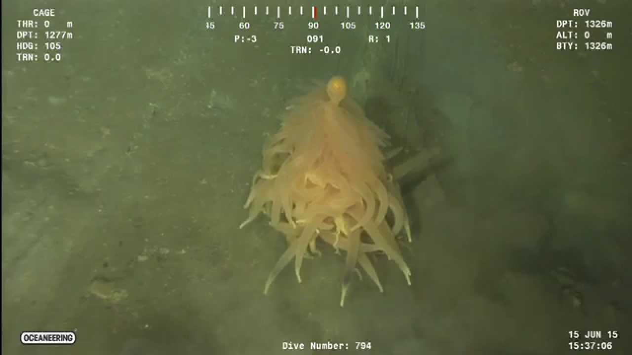 VIDEO: Neobična životinja iz morskih dubina