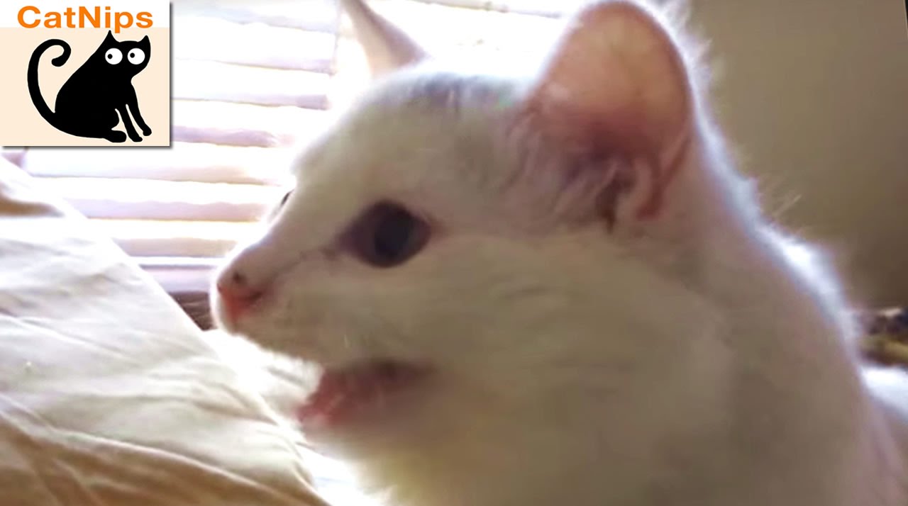 VIDEO: Mačka koja neobično reagira na laser