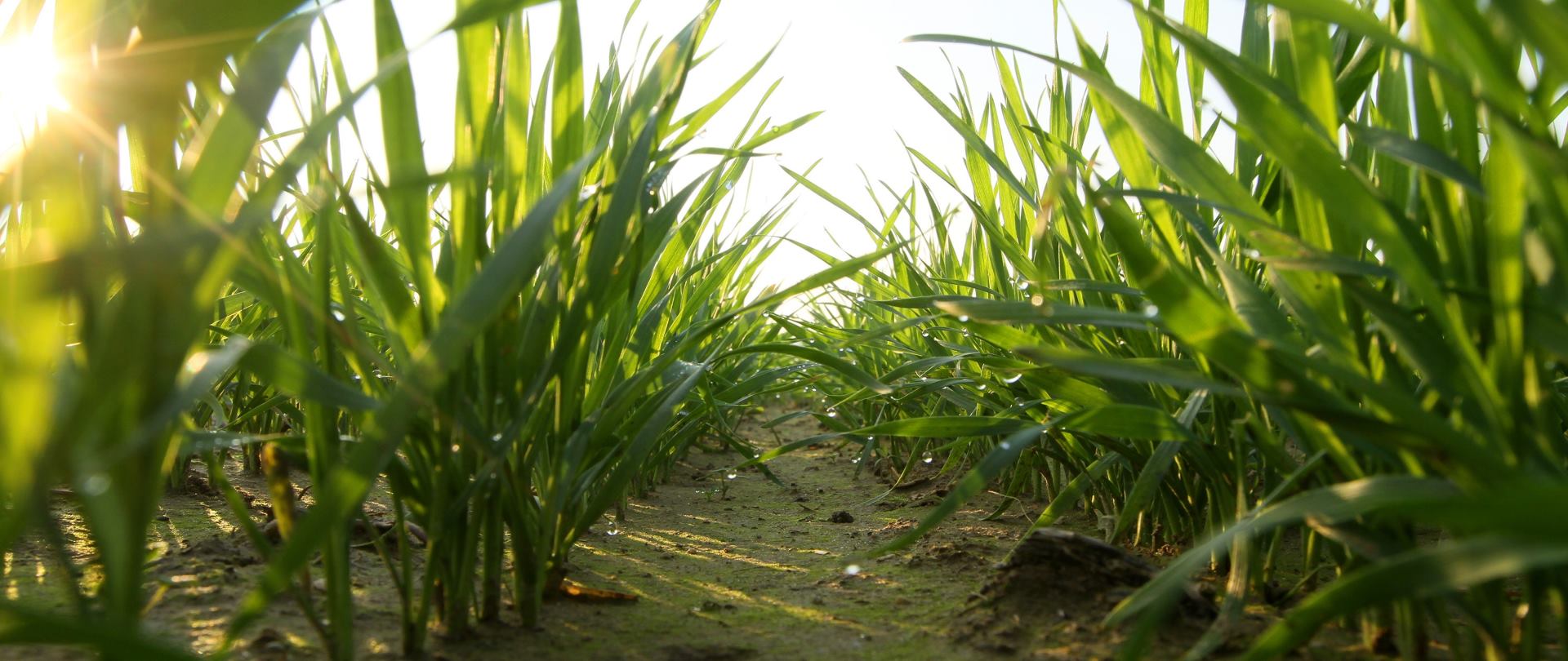 NALAZIŠTE U IZRAELU Uzgoja žitarica počeo 11 tisućljeća prije razdoblja poljoprivrede?