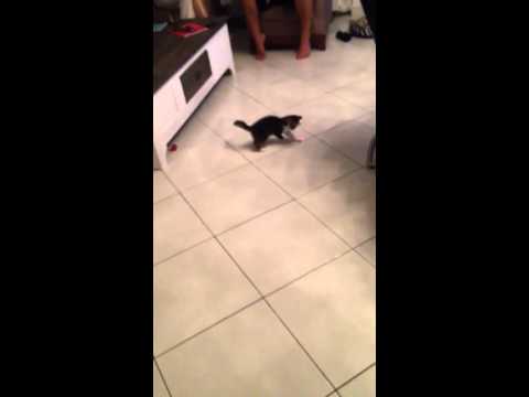 VIDEO: Mlada mačkica ne prestaje juriti za laserom