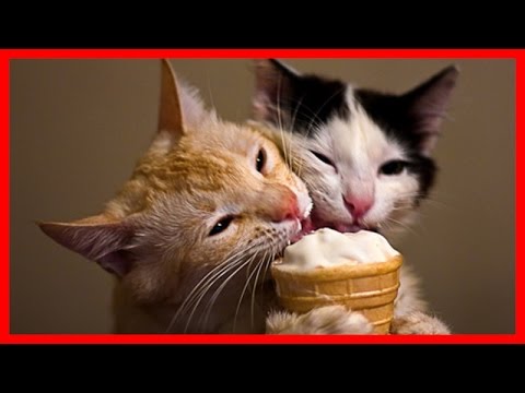 VIDEO: Mačke i obožavanje sladoleda