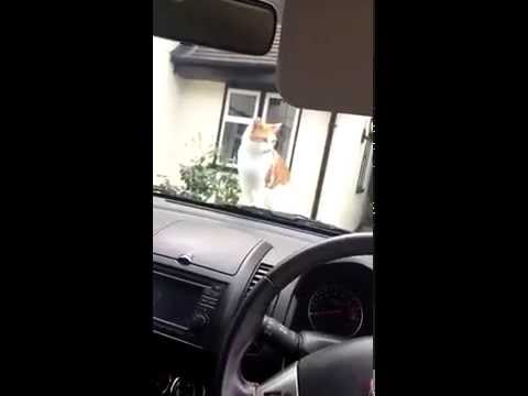 VIDEO: Mačak protiv automobilske trube