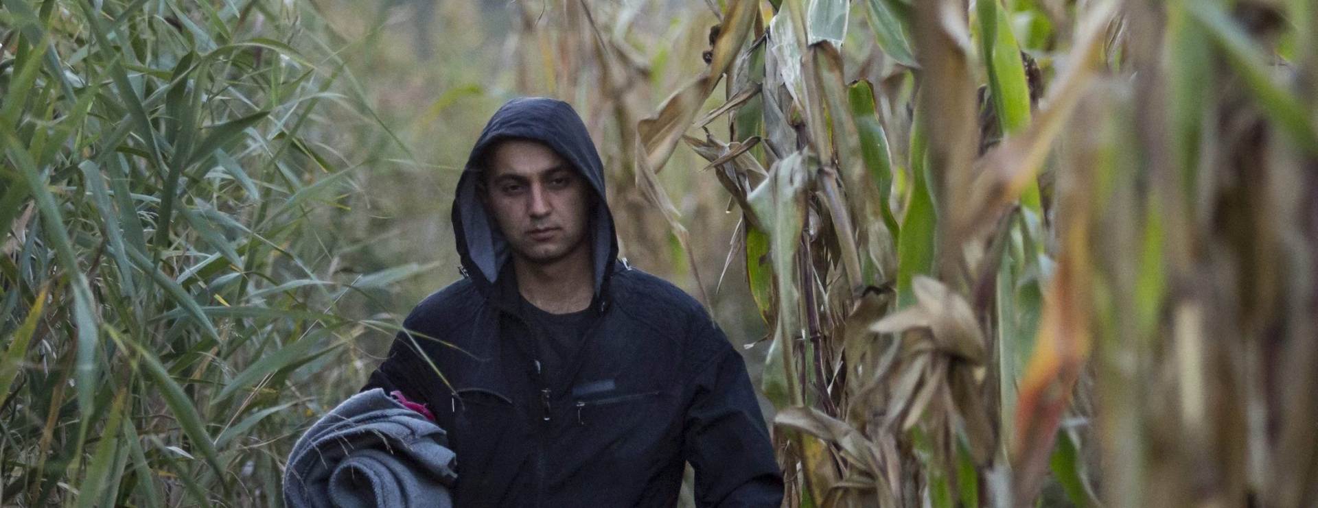 epa04928348 A migrant walks through a plantation to avoid checkpoints along the railway tracks connecting Horgos and Szeged near Roszke, near the border between Hungary and Serbia, 12 September 2015. Hungarian Prime Minister Viktor Orban warned 11 September that anyone trespassing his country's border with Serbia starting next week would be 'immediately arrested,' and slammed Greece for not doing enough to protect its frontiers.  EPA/BALAZS MOHAI HUNGARY OUT