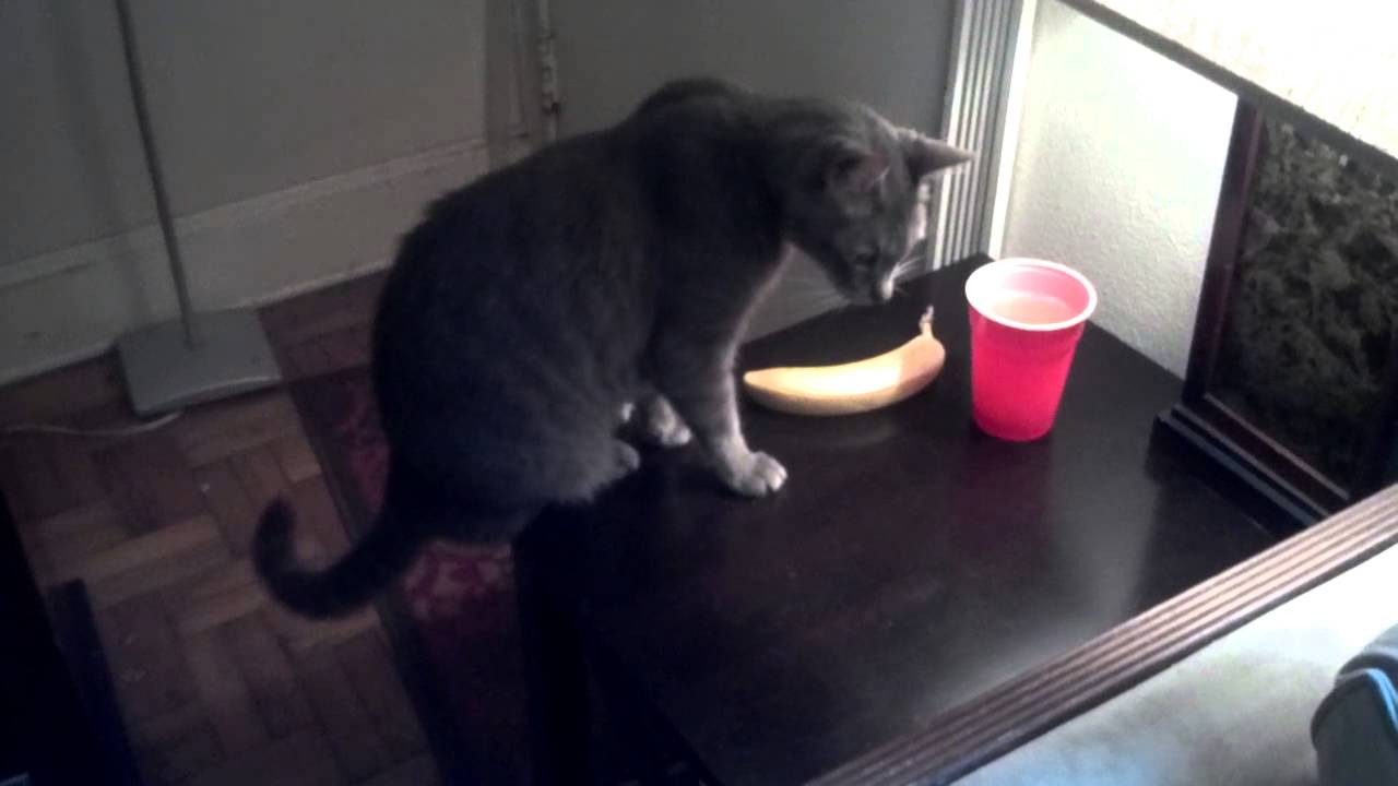 VIDEO: Ovoj mački nikad dosta igre s bananom