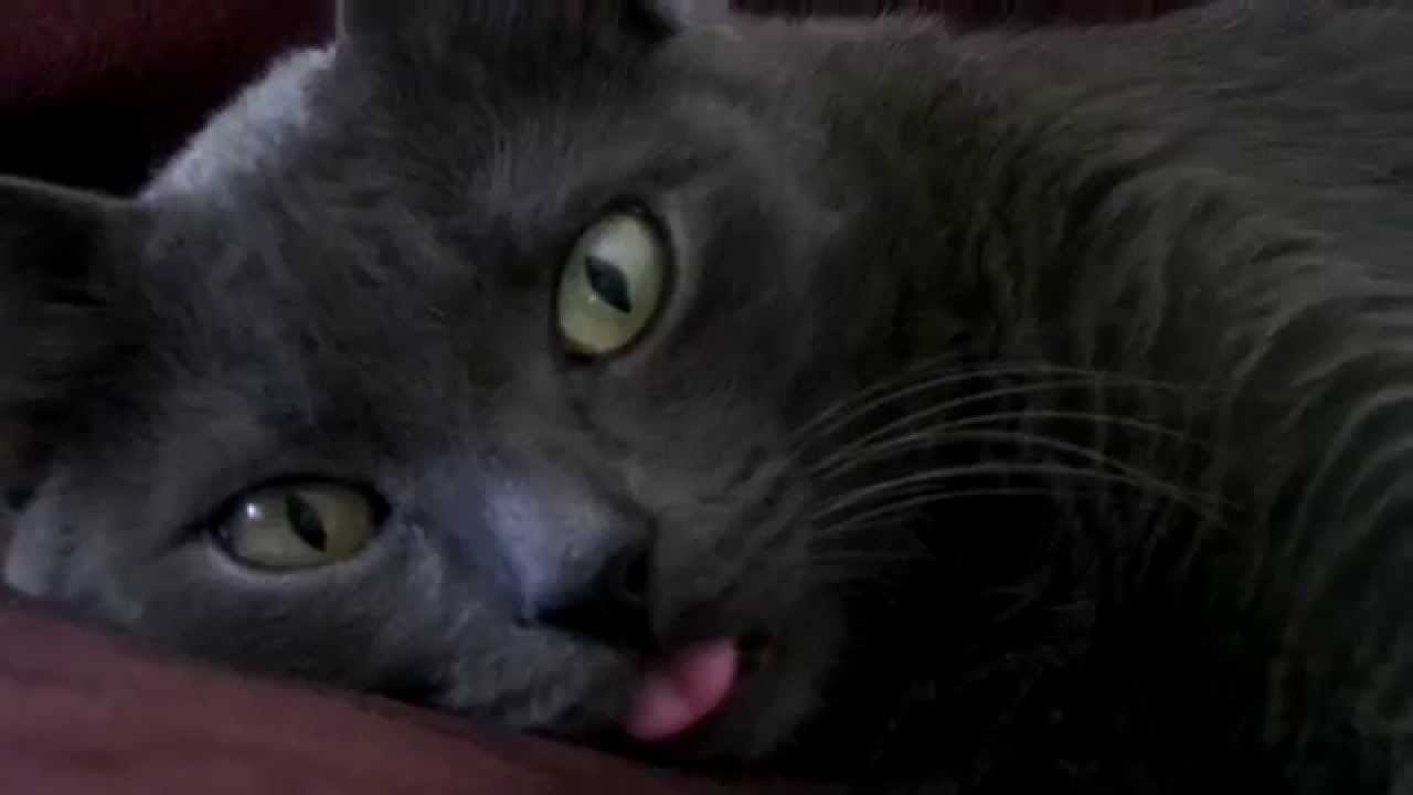 VIDEO: Ova mačka obožava imati isplažen jezik