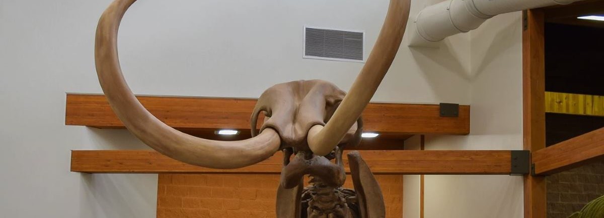 VIDEO: U polju soje pronađen kostur mamuta