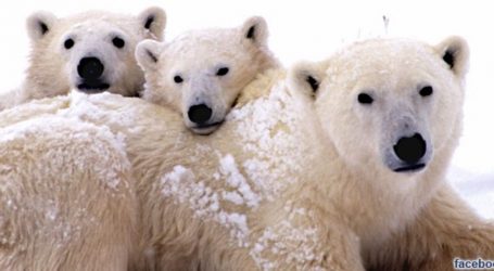 VIDEO: Polarni medvjedi uživaju u snijegu