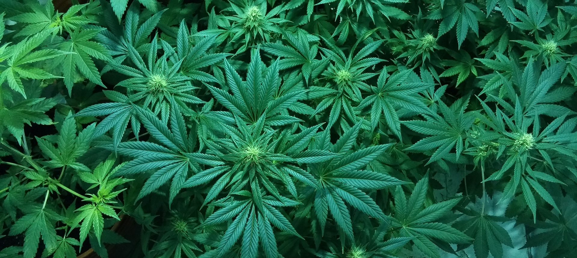 Kod 75-godišnjaka pronađeno pola kilograma marihuane