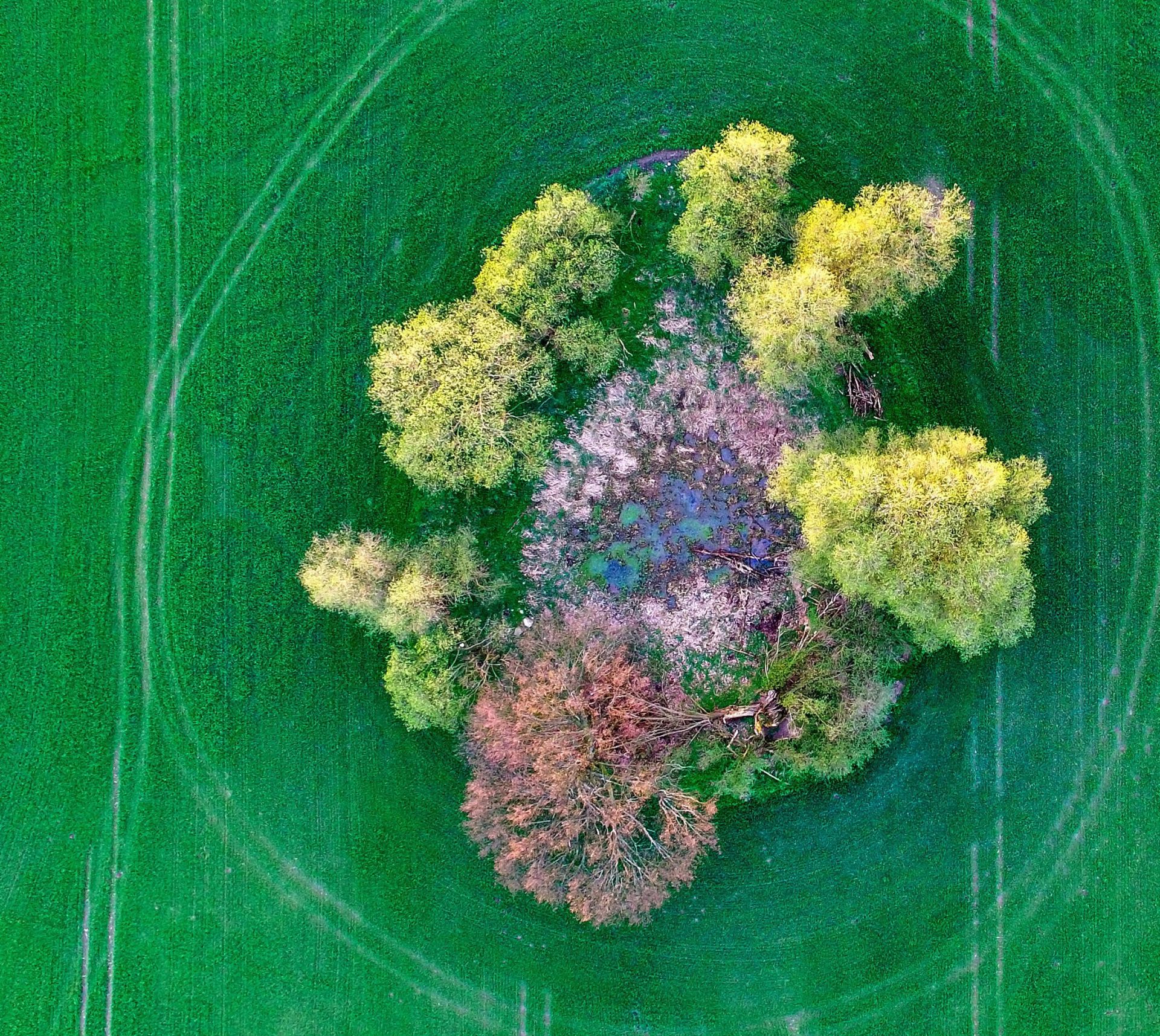epa05259587 An aerial view shows a pond surrounded by trees in a field near Sieversdorf, Brandenburg, Germany, 14 April 2016. Such natural environments form ecologically valuable habitats in heavily used agricultural areas.  EPA/PATRICK PLEUL