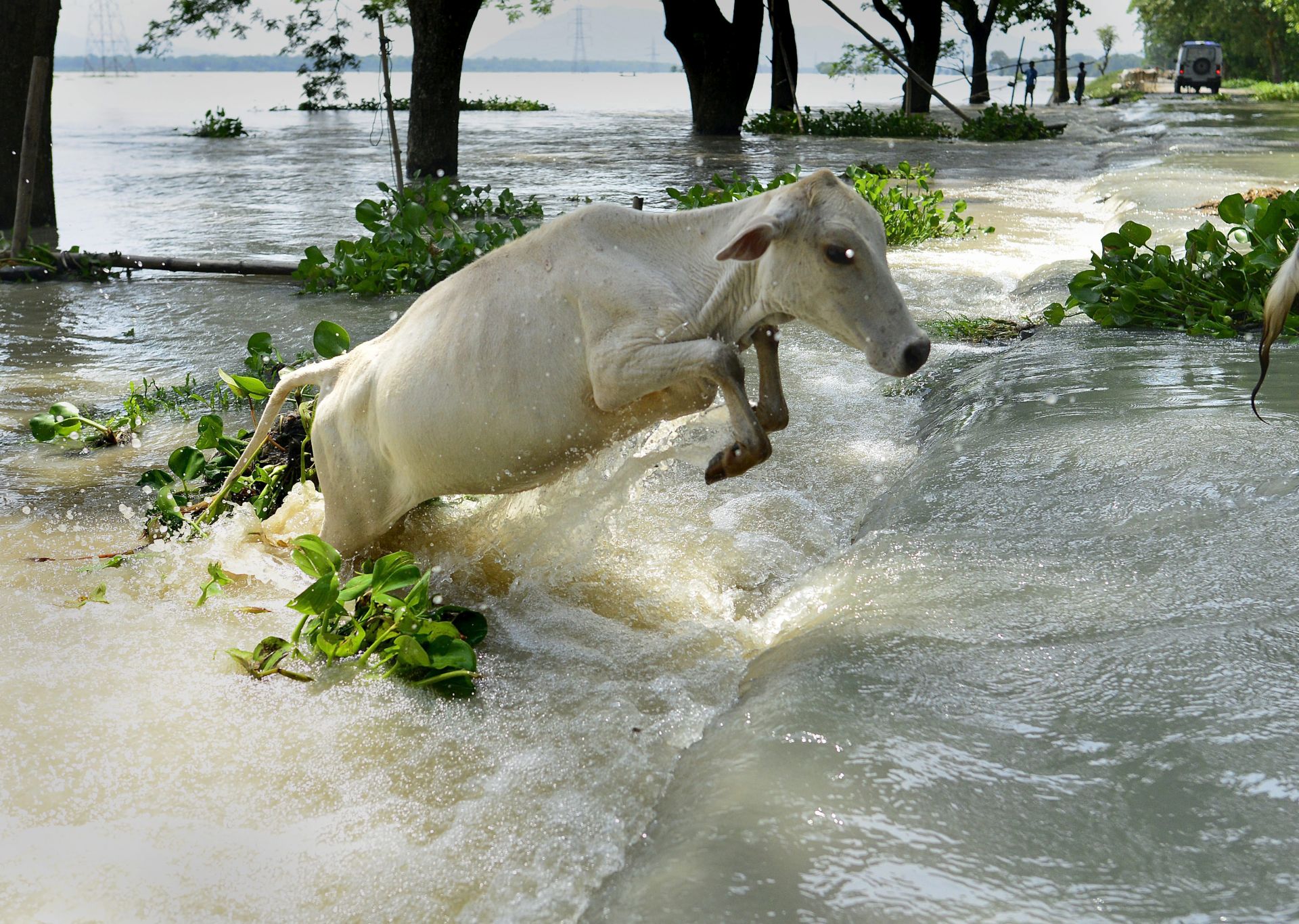 epa05445450 A cow jumps to cross flood water in the flood affected Morigaon district of Assam state, India, 28 July 2016. According to media reports twelve people have died so far and more than 1.6 milion people of 19 districts in Assam state have been affected by the current wave of floods.  EPA/STR