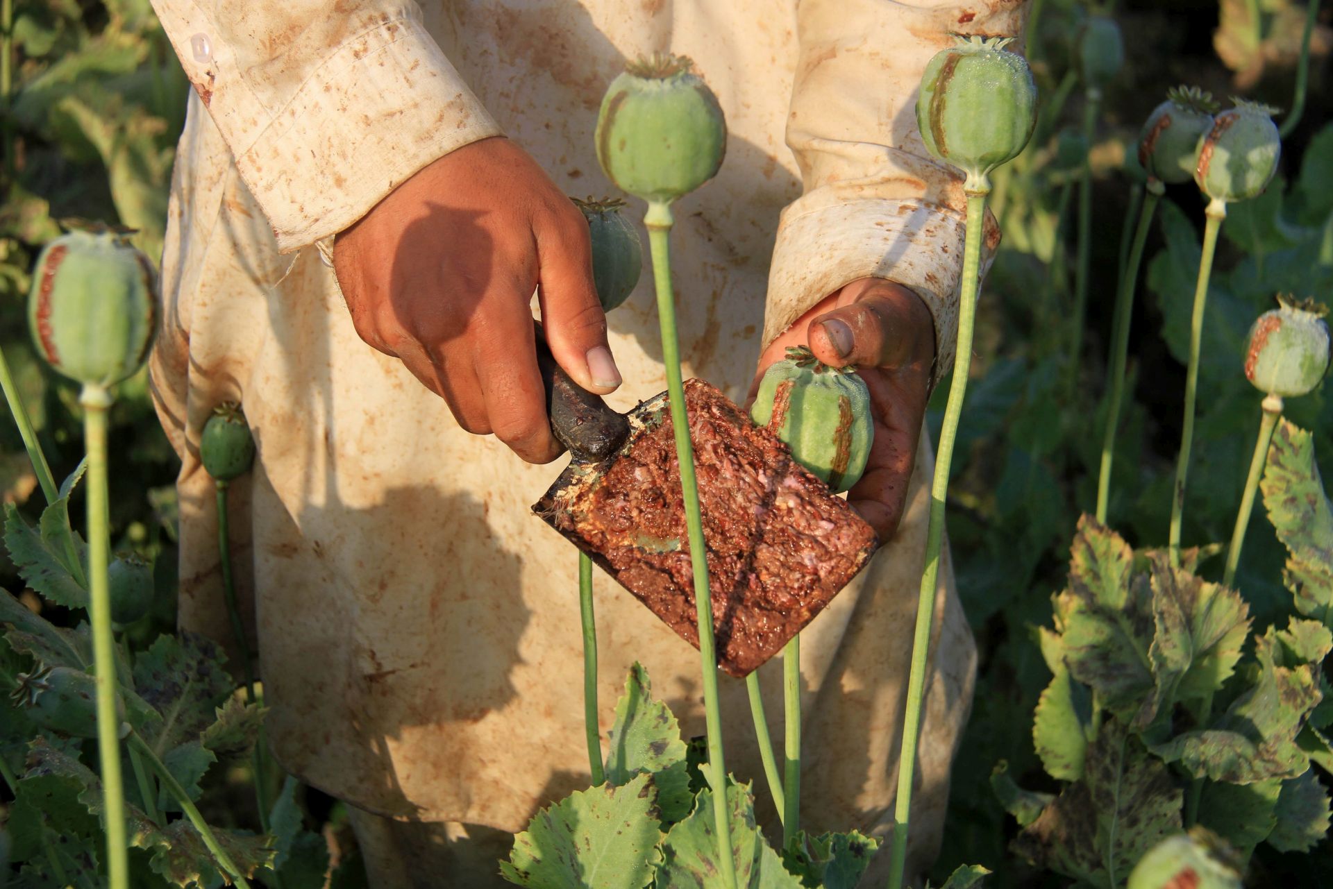 epa04723798 An Afghan farmer extracts raw opium to be processed into heroine at a poppy field in Jalalabad, Afghanistan, 28 April 2015. Afghanistan is still listed as world's largest opium producer, although the UN Office on Drugs and Crime (UNODC) in a report in December 2014 said that the cultivation area for opium poppy in Myanmar and Laos has increased for the eighth consecutive year, to now 63,800 hectares making Myanmar Southeast Asia's top opium producer.  EPA/GHULAMULLAH HABIBI