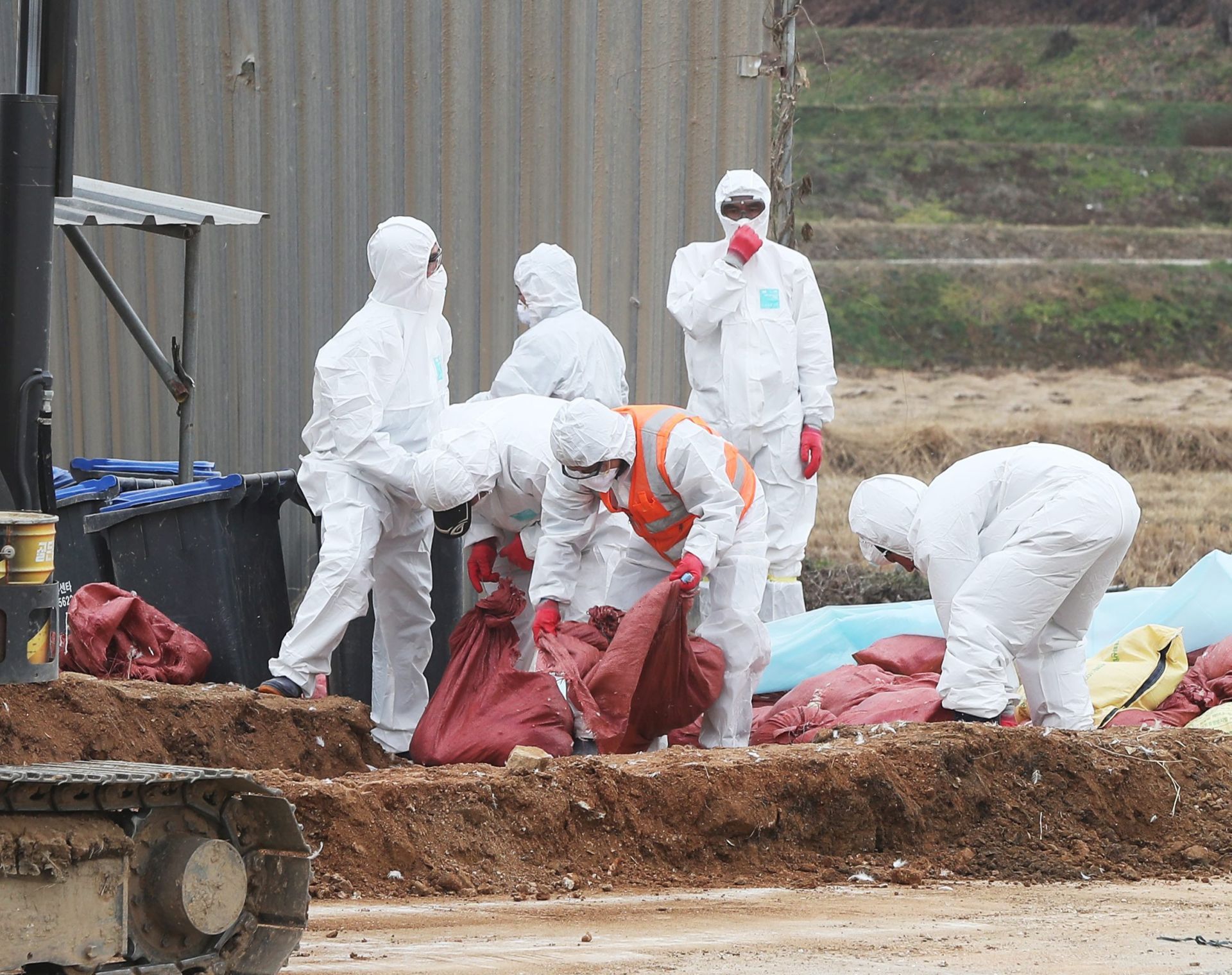 epa05653010 Local sanitation officials work at a farm in Hwaseong, south of Seoul, South Korea, 30 November 2016, to cull chickens and disinfect the area after a suspected avian flu case reported by the farm on the previous day. South Korea has recently seen a series of bird flu outbreaks.  EPA/YONHAP SOUTH KOREA OUT