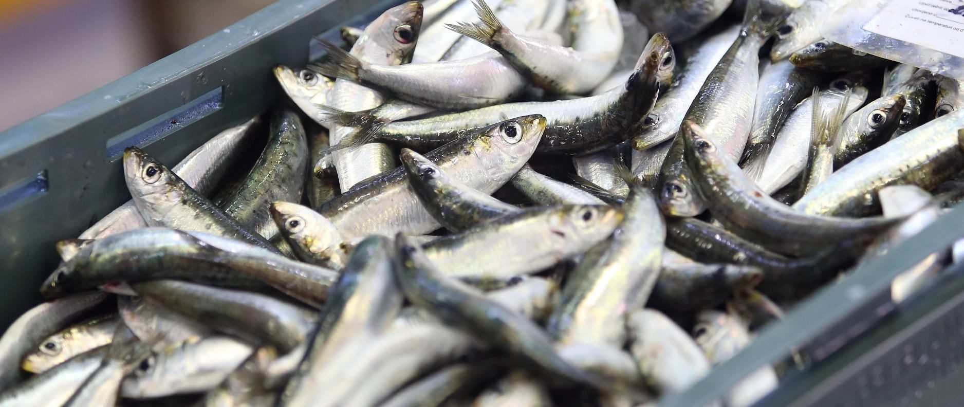 VIDEO: Obuća i odjevni predmeti od riblje kože