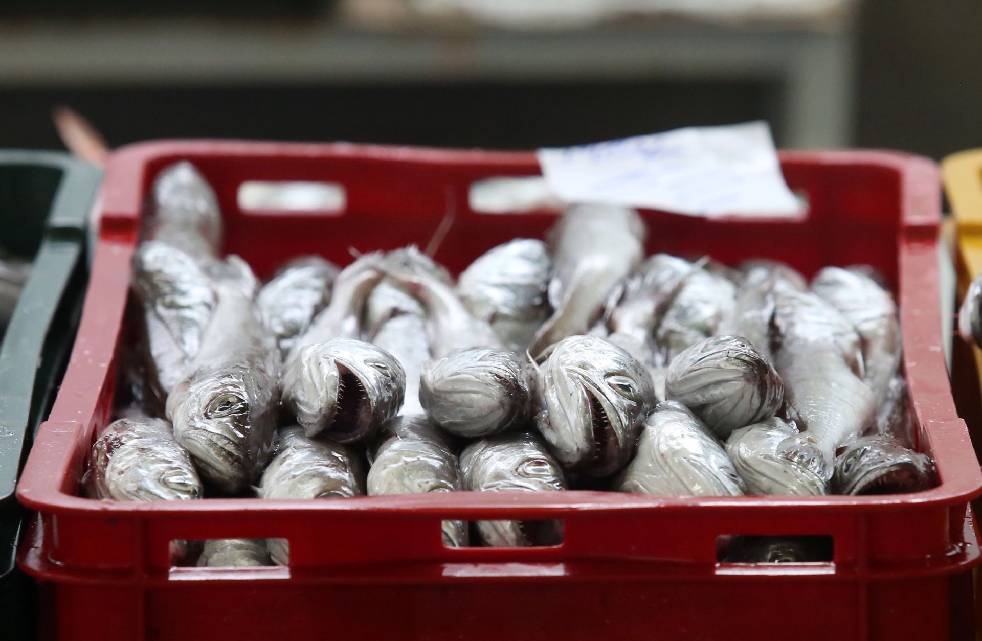 29.01.2016., Sibenik - Raznovrsna ponuda ribe u gradskoj ribarnici. Oslic. 
Photo: Dusko Jaramaz/PIXSELL