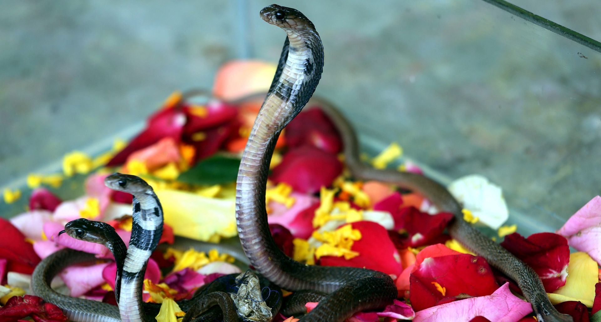 epa04888263 A view of baby cobras at the rescue center on the eve of Nagpanchami festival in Bhopal, India, 18 August 2015. Nagpanchami is a traditional festival which is celebrated on the fifth day of the moonlit-fortnight in the holy month of 'Shravan' which falls in the months of July and August. People worship snakes and offer them milk during this festival.  EPA/SANJEEV GUPTA