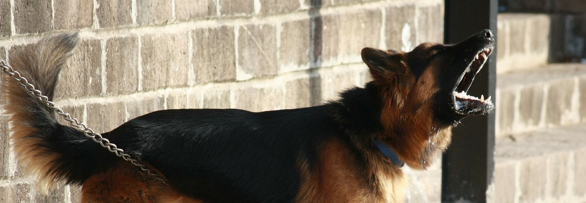 pas, pas koji laje, ljut pas, pas čuvar, pixabay