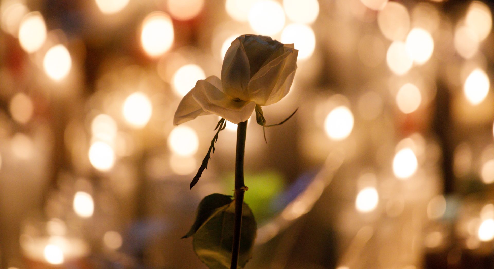 epa06241095 A single white rose is illuminated by dozens of candles at a makeshift memorial on the Las Vegas Strip for the victims of a mass shooting in Las Vegas, Nevada, USA, 02 October 2017. The mass shooting, which left at least 58 people dead and more than 500 injured on 01 October, is the largest in modern US history. The gunman, identified by the police as Stephen Paddock, 64, fired from an upper floor of the Mandalay Bay hotel before reportedly killing himself as police made their way into his hotel room.  EPA/EUGENE GARCIA