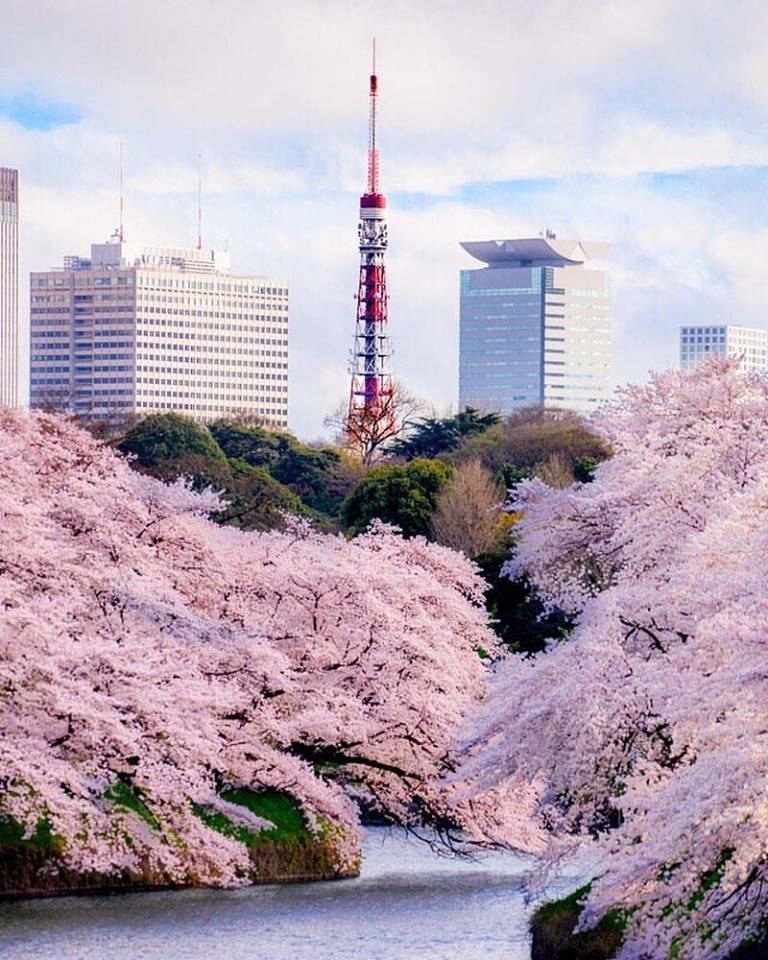 VIDEO: Trešnje u tokijskim parkovima u punom cvatu