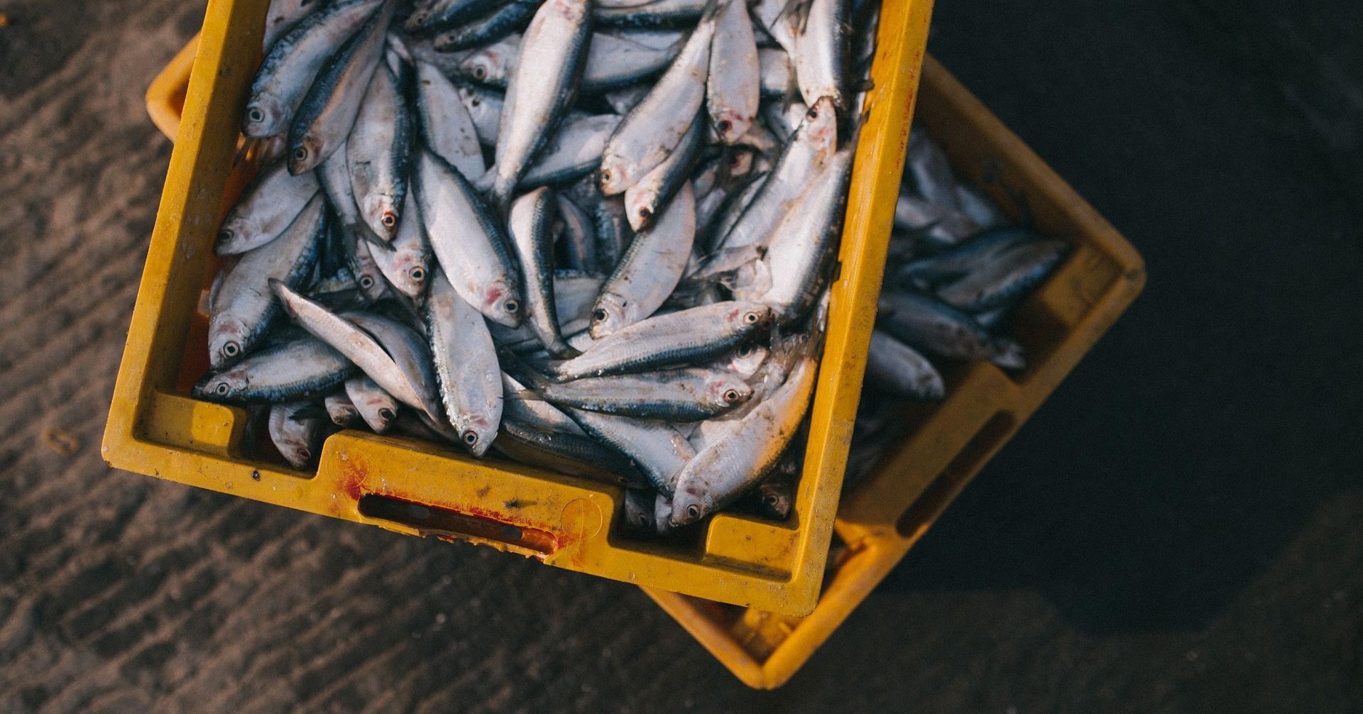 UN upozorava da je konzumacija ribe postala neodrživa