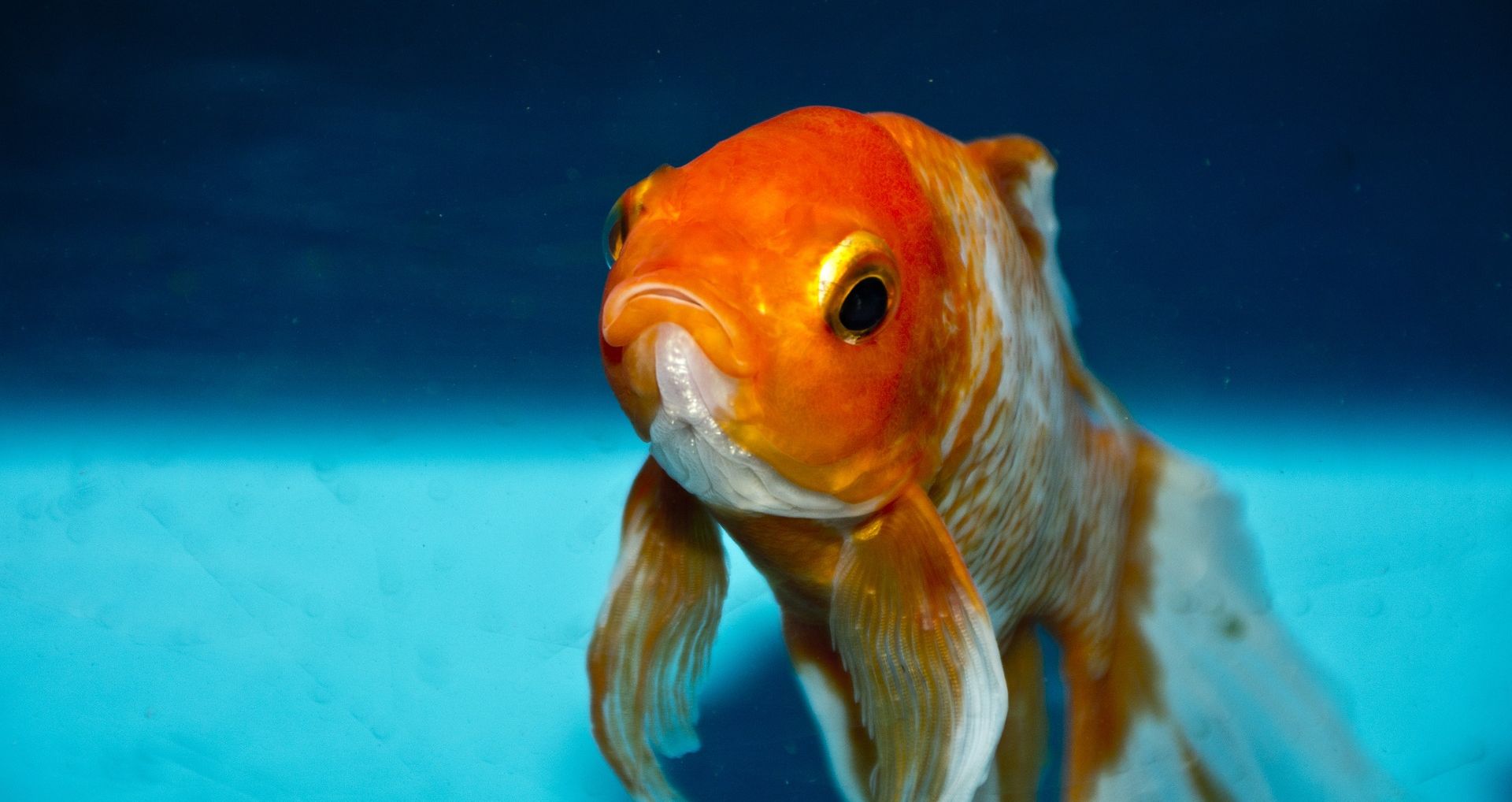 Pariški akvarij nudi utočište za neželjene zlatne ribice
