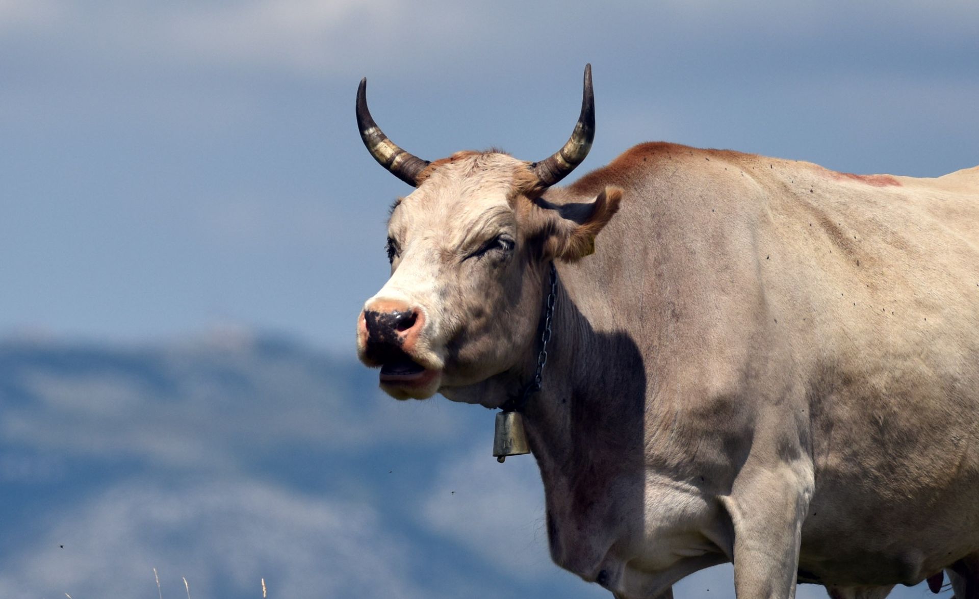 Krave na ispaši na vrhu planine Svilaje 07.07.2018., Svilaja - Lijepo vrijeme pogoduje stocarima koji su izveli stoku na ispasu na vrh planine Svilaje. 
Photo: Hrvoje Jelavic/PIXSELL