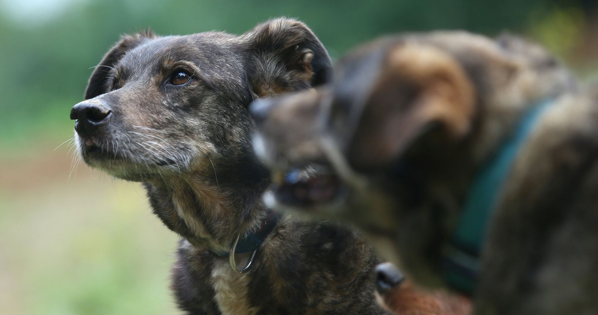 03.07.2016., Samobor - Maja Sertic udomila je dva psa koja su provela 14 godina u sklonistu za nezbrinute zivotinje Dumovec.
Photo: Igor Kralj/PIXSELL