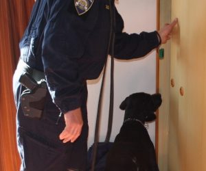 Rovinj, 2.3.2019. - Uz pomoæ policijskog psa Duksa, rovinjska je policija kod 27- godi¹njaka iz Rovinja prona¹la ne¹to vi¹e od pola kilograma marihuane, izvijestila je u subotu istarska policija. 
foto HINA/ PU Istarska/ ml