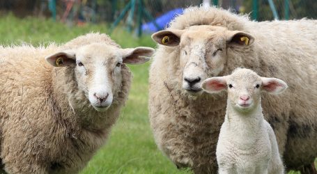 Omiljenu bečku rekreacijsku zonu će “kositi” ovce