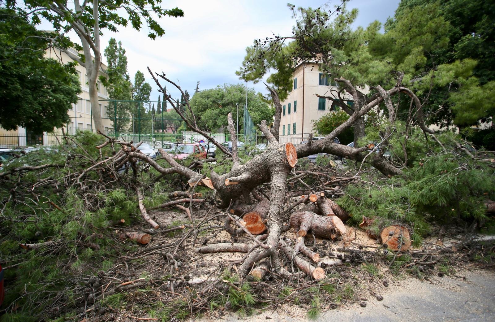 26.05.2019., Split - Nesto poslije ponoci srusila se dva stabla u Gajevoj ulici i ostetila nekoliko vozila.

Photo: Ivo Cagalj/PIXSELL