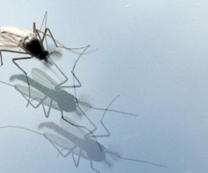 27.03.2011., Osijek - Rojevi komaraca vec sada prijete Osijeku i njegovim gradjanima.
Photo: Krunoslav Petric/PIXSELL
