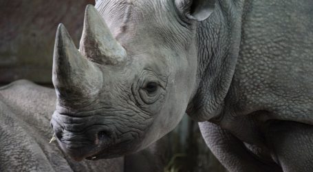 OSLOBAĐANJE: Europski ZOO-i doveli pet nosoroga u Ruandu