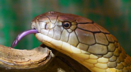 Najotrovnije zmije svijeta na Strossu