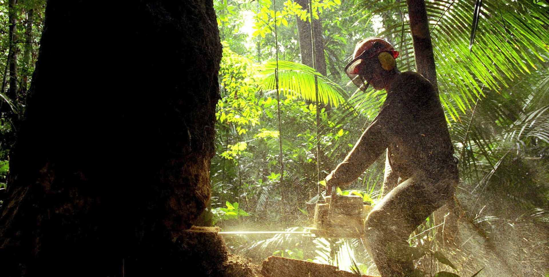 epa07772662 An undated image made available on 14 August 2019 shows a worker cuts down a tree in the Amazon forest in Brazil (issued 14 August 2019). Deforestation in the Brazilian Amazon reached 2,254.8 square kilometers in July 2019, an area 278 percent larger compared to the same month last year, according to the National Institute of Space Research (INPE). Inpe had already reported an 88-percent increase in deforestation in June compared to the same month in 2018, data that was publicly questioned by Brazilian President Bolsonaro. The publication led to the dismissal of the institute's head Galvao and the appointment of Darton Policarpo Damiao, a Brazilian Air Force (FAB) officer as interim head. Inpe's publicly accessible Real-Time Amazon Deforestation Detection System (Deter) shows that the deforestation registered in July 2019 is equivalent to more than a third of the total area decimated in the last 12 months.  EPA/MARCELO SAYAO Brazil Out