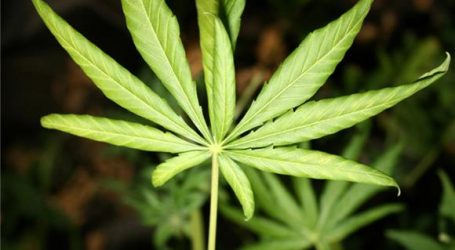 Porečka policija uhitila uzgajivača marihuane vrijedne 200.000 kuna