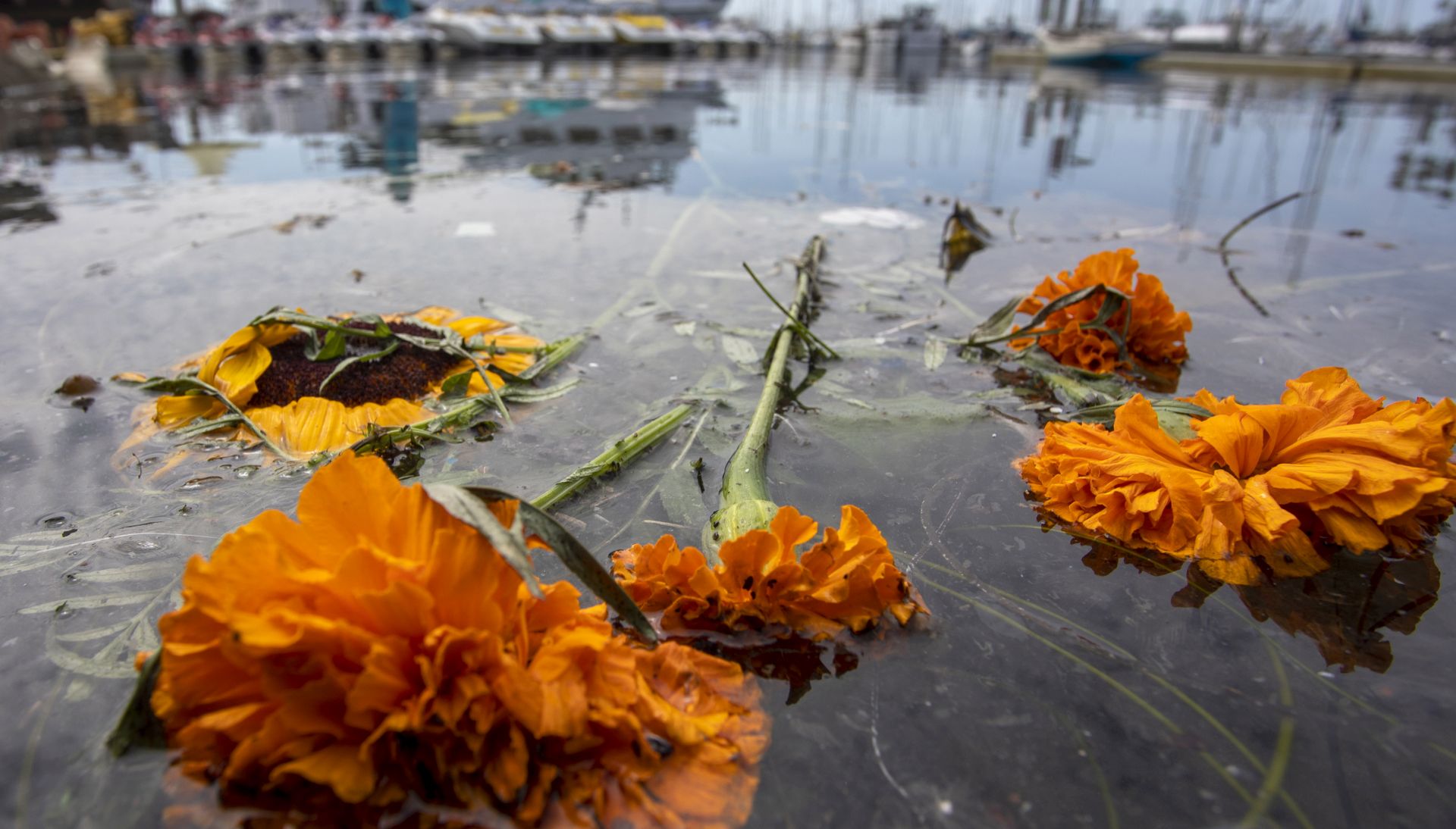 epa07815472 Flowers memorializing fire victims float in the water near the docks of Truth Aquatics after its 75-foot Conception commercial diving boat burned and sank near Santa Cruz Island, offshore from Santa Barbara, California USA, 03 September 2019. According to reports, the US Coast Guard announced the suspension of search and rescue mission for the victims of the boat fire. 20 bodies were recovered and 14 others missing.  EPA/DAVID MCNEW