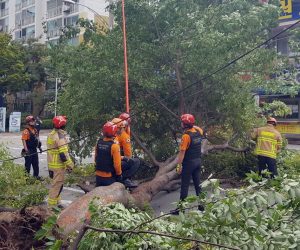 epa07824453 A handout photo made available by Gunsan City Government shows a large tree uprooted by Typhoon Lingling in Gunsan, South Korea, 07 September 2019.  EPA/GUNSAN CITY GOVERNMENT / HANDOUT SOUTH KOREA OUT HANDOUT EDITORIAL USE ONLY/NO SALES