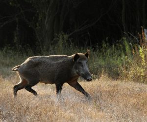 05.09.2012., Park prirode Kopacki rit - Divlje svinje, ilustracija.
Photo: Marko Mrkonjic/PIXSELL