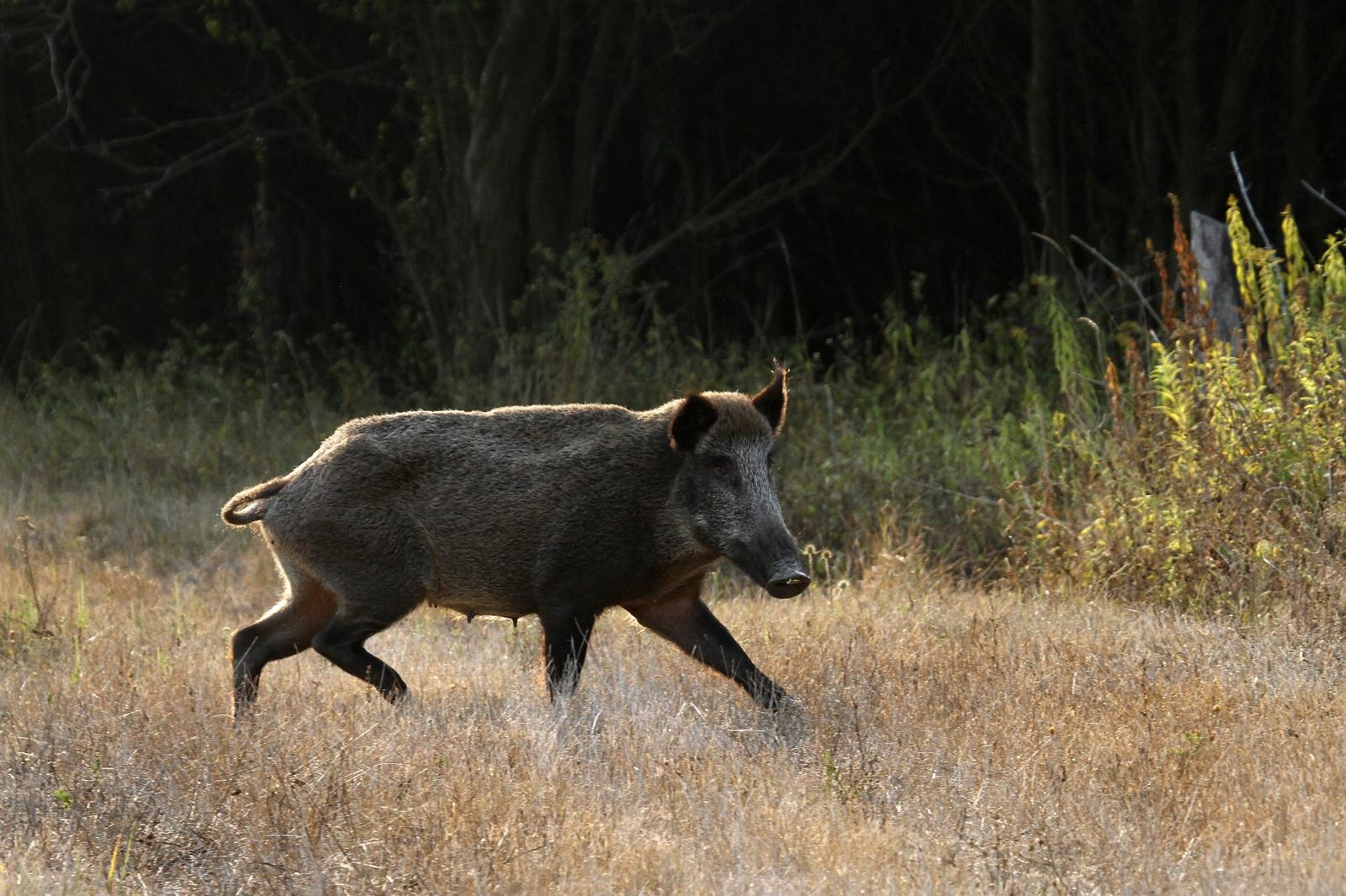 05.09.2012., Park prirode Kopacki rit - Divlje svinje, ilustracija.
Photo: Marko Mrkonjic/PIXSELL
