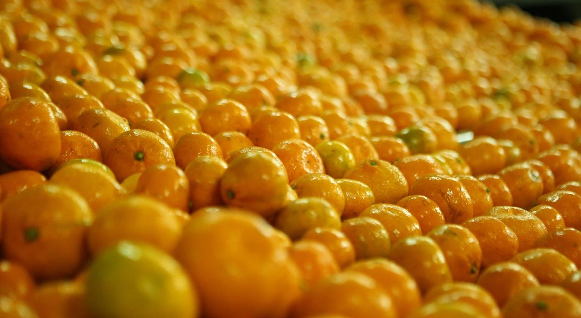 13.11.2014., Sortiranje mandarina iz doline Neretve. 
Photo: Ivo Cagalj/PIXSELL