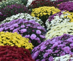 24.10.2019., Sibenik - Bogata ponuda cvijeca uoci blagdana Svi sveti sa prihvatljivim cijenama na sibenskoj trznici.
Photo: Hrvoje Jelavic/PIXSELL