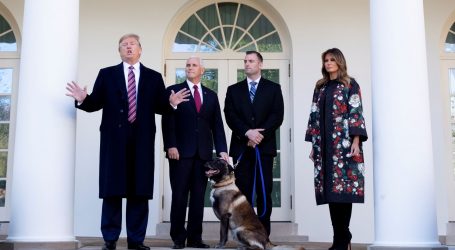 Trump odlikovao Conana, vojnog psa ozlijeđenog u operaciji al-Baghdadi