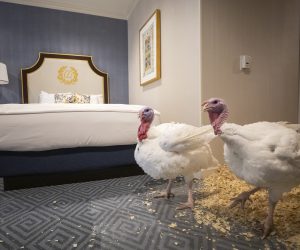 epa08025088 National Thanksgiving Turkeys 'Bread' (L) and 'Butter' (R) relax in their suite at the Willard InterContinental hotel in Washington, DC, USA, 25 November 2019. One of the North Carolina-raised fowl will be 'pardoned' by US President Donald J. Trump during the 72nd annual Presentation of the National Thanksgiving Turkey in the Rose Garden at the White House, 26 November 2019. The turkeys are presented by the National Turkey Federation.  EPA/ERIK S. LESSER
