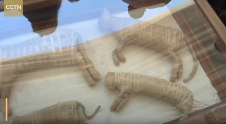 VIDEO: Otkrivene nesvakidašnje životinjske mumije