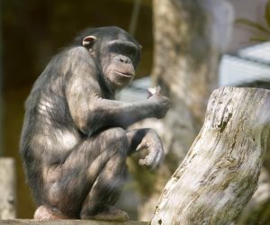 17.04.2017., Zagreb - Djelatnici Zooloskog vrta pisanicama razveselili cimpanze. 
Photo: Luka Stanzl/PIXSELL